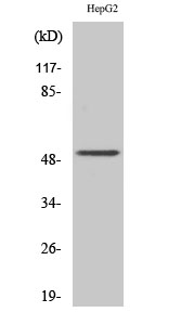 Fig.2. Western Blot analysis of HepG2 cells using Cytokeratin 13 Polyclonal Antibody.