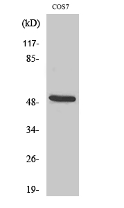 Fig.1. Western Blot analysis of various cells using Cytokeratin 15 Polyclonal Antibody.