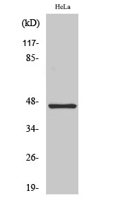 Fig.2. Western Blot analysis of HeLa cells using Cytokeratin 18 Polyclonal Antibody diluted at 1:2000.