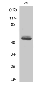 Fig.2. Western Blot analysis of 293 cells using Cytokeratin 8 Polyclonal Antibody diluted at 1:2000.