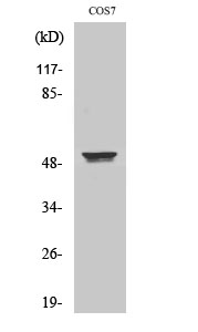Fig. Western Blot analysis of various cells using Cytokeratin 8 Polyclonal Antibody diluted at 1:500.