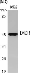 Fig.1. Western Blot analysis of various cells using D4DR Polyclonal Antibody.