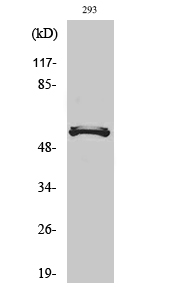 Fig. Western Blot analysis of various cells using DACA-1 Polyclonal Antibody.