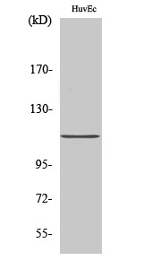 Fig.2. Western Blot analysis of A549 cells using Daxx Polyclonal Antibody.