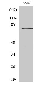 Fig. Western Blot analysis of various cells using Dbf4 Polyclonal Antibody.