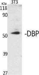 Fig.1. Western Blot analysis of various cells using DBP Polyclonal Antibody.