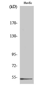 Fig.2. Western Blot analysis of COS7 cells using DBP Polyclonal Antibody.