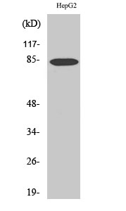 Fig. Western Blot analysis of various cells using DCAMKL2 Polyclonal Antibody.