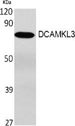 Fig.1. Western Blot analysis of various cells using DCAMKL3 Polyclonal Antibody.