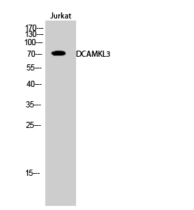 Fig.2. Western Blot analysis of Jurkat cells using DCAMKL3 Polyclonal Antibody.