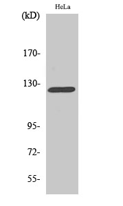 Fig. Western Blot analysis of various cells using DDR1 Polyclonal Antibody.