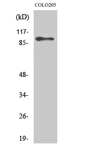 Fig. Western Blot analysis of various cells using DDX54 Polyclonal Antibody.