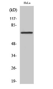 Fig. Western Blot analysis of various cells using DDX55 Polyclonal Antibody diluted at 1:500.