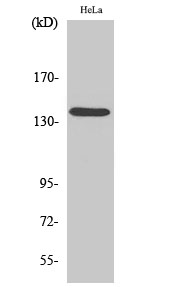 Fig. Western Blot analysis of various cells using DDX8 Polyclonal Antibody diluted at 1:500.