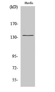 Fig. Western Blot analysis of various cells using DGK-δ Polyclonal Antibody.