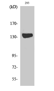 Fig. Western Blot analysis of various cells using DGK-ι Polyclonal Antibody diluted at 1:1000.