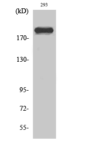 Fig. Western Blot analysis of various cells using Dio-1 Polyclonal Antibody diluted at 1:2000.