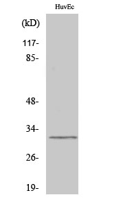 Fig. Western Blot analysis of various cells using DIO3 Polyclonal Antibody.