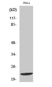 Fig. Western Blot analysis of various cells using Di-Ras1 Polyclonal Antibody.