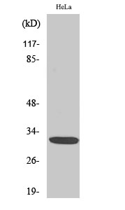 Fig. Western Blot analysis of various cells using Dlx-5 Polyclonal Antibody diluted at 1:500.