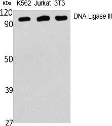 Fig.1. Western Blot analysis of various cells using DNA Ligase III Polyclonal Antibody diluted at 1:1000.