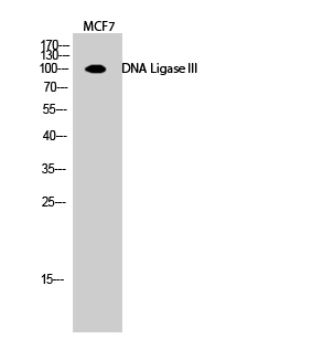 Fig.2. Western Blot analysis of MCF7 cells using DNA Ligase III Polyclonal Antibody diluted at 1:1000.