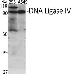 Fig.1. Western Blot analysis of various cells using DNA Ligase IV Polyclonal Antibody diluted at 1:500.