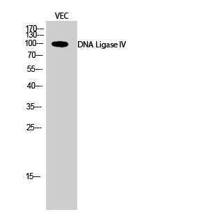 Fig.2. Western Blot analysis of VEC cells using DNA Ligase IV Polyclonal Antibody diluted at 1:500.