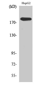 Fig. Western Blot analysis of various cells using DNA pol α Polyclonal Antibody diluted at 1:1000.