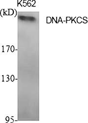 Fig.1. Western Blot analysis of various cells using DNA-PKCS Polyclonal Antibody diluted at 1:2000.