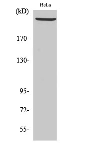 Fig.2. Western Blot analysis of HeLa cells using DNA-PKCS Polyclonal Antibody diluted at 1:2000.