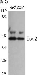 Fig.1. Western Blot analysis of various cells using Dok-2 Polyclonal Antibody.