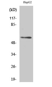 Fig. Western Blot analysis of various cells using Dok-3 Polyclonal Antibody.