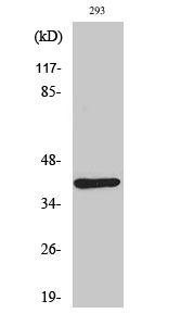 Fig. Western Blot analysis of various cells using Dok-4 Polyclonal Antibody.