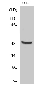 Fig. Western Blot analysis of various cells using DP-2 Polyclonal Antibody.