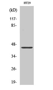 Fig. Western Blot analysis of various cells using DPF2 Polyclonal Antibody.