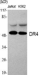 Fig.1. Western Blot analysis of various cells using DR4 Polyclonal Antibody.