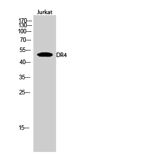 Fig.2. Western Blot analysis of Jurkat cells using DR4 Polyclonal Antibody.