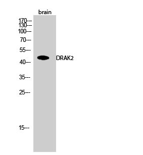 Fig.2. Western Blot analysis of brain cells using DRAK2 Polyclonal Antibody.