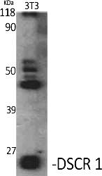 Fig.1. Western Blot analysis of various cells using DSCR 1 Polyclonal Antibody diluted at 1:1000.