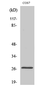 Fig. Western Blot analysis of various cells using DUSP19 Polyclonal Antibody.