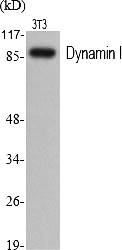 Fig.1. Western Blot analysis of various cells using Dynamin I Polyclonal Antibody.