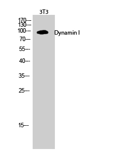 Fig.2. Western Blot analysis of 3T3 cells using Dynamin I Polyclonal Antibody.