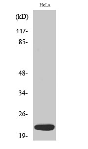 Fig. Western Blot analysis of various cells using Dynein LC 1 Polyclonal Antibody diluted at 1:500.
