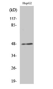 Fig. Western Blot analysis of various cells using E2F-2 Polyclonal Antibody.