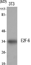 Fig.1. Western Blot analysis of various cells using E2F-6 Polyclonal Antibody diluted at 1:500.