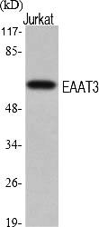 Fig.1. Western Blot analysis of various cells using EAAT3 Polyclonal Antibody.