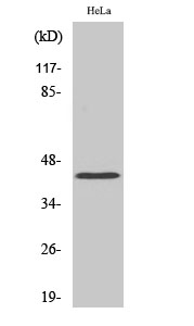 Fig. Western Blot analysis of various cells using EAR2 Polyclonal Antibody.