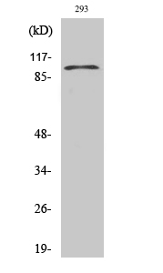 Fig.2. Western Blot analysis of 293 cells using E-cadherin Polyclonal Antibody diluted at 1:1000.