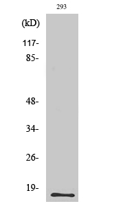 Fig. Western Blot analysis of various cells using ECP Polyclonal Antibody.